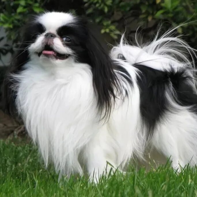 Японский Хин. Японский Хин собака. Порода японский Хин щенки. Японский Хин (Japanese Chin). Порода японский хин