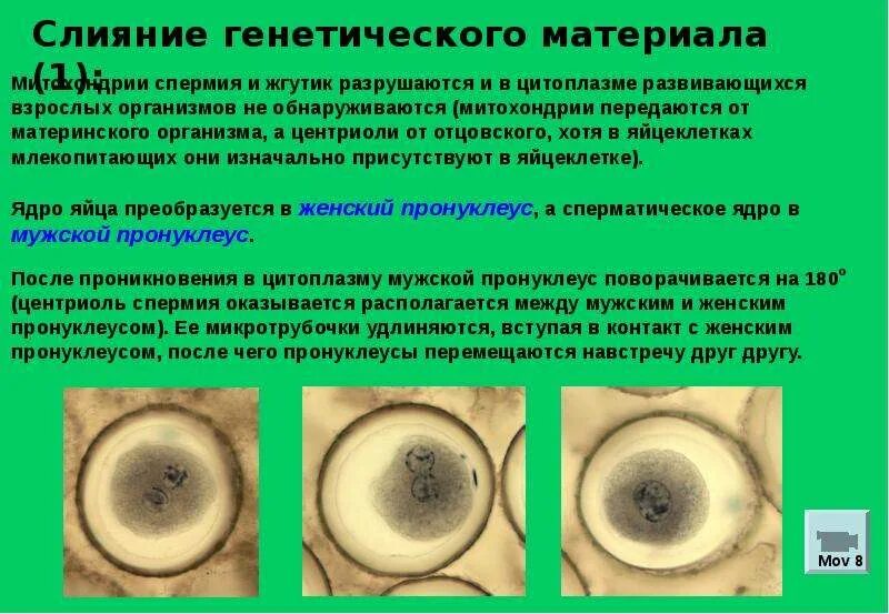 Голосеменные растения слияние ядер спермия и яйцеклетки. Слияние генетического материала. слияние пронуклеусов. мужской пронуклеус-это. слияние генетического материала при оплодотворении.