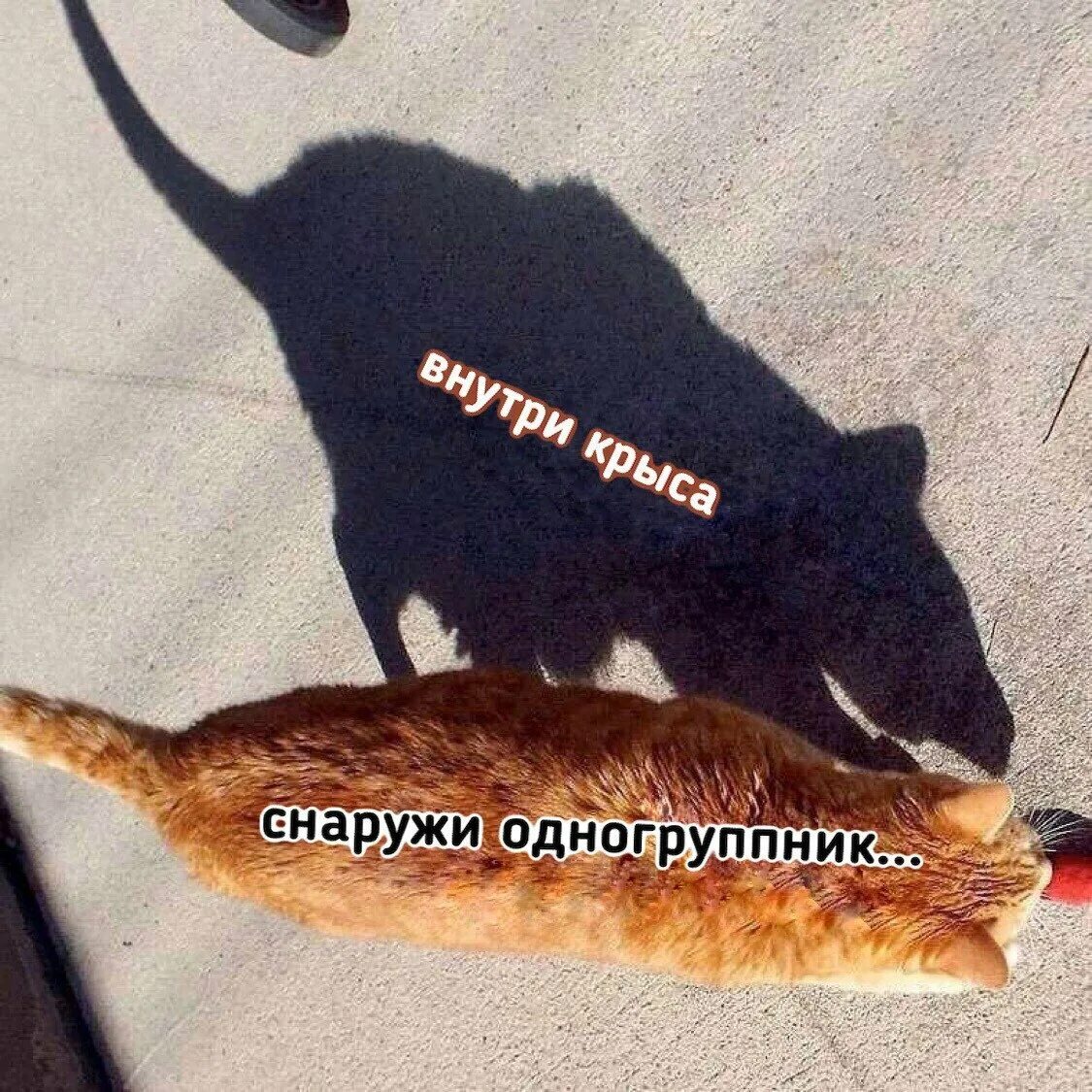 Снаружи тверд. Снаружи одногруппник внутри крыса. снаружи одногруппник внутри крыса мем. кот с тенью крысы.
