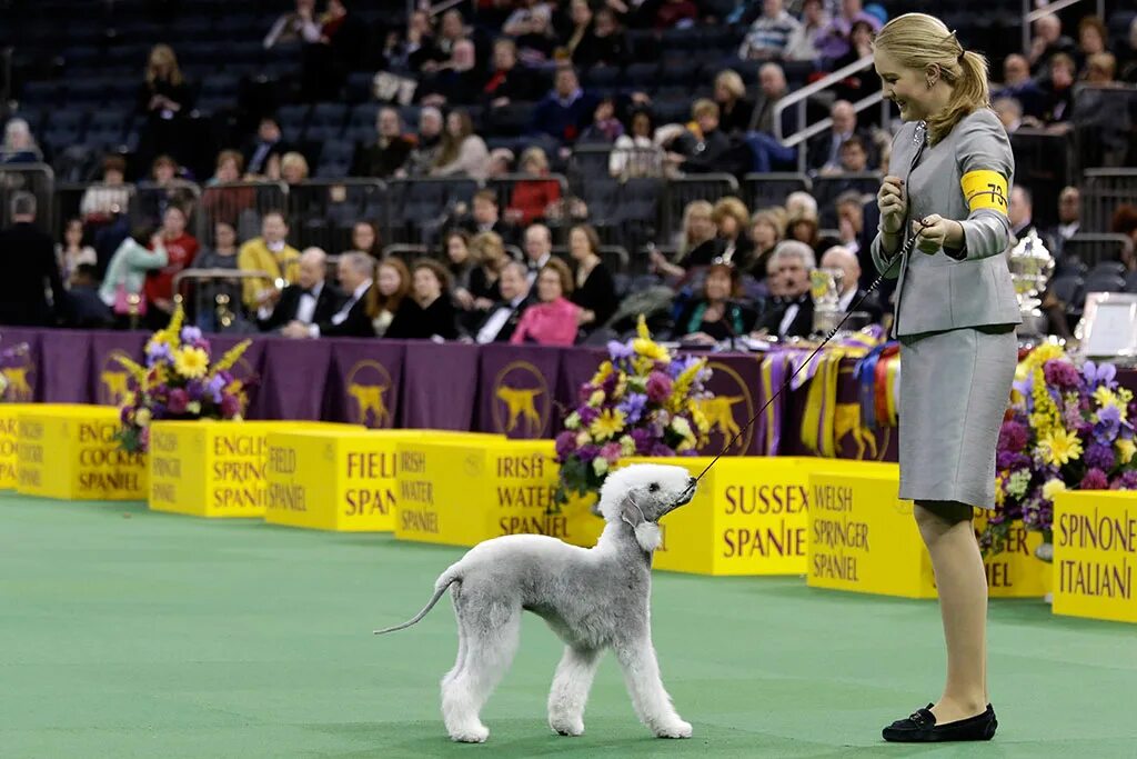 Выставка собак ярославль 2024. Westminster выставка собак. Хорватия выставка собак. Kennel Club. Бигль выиграл Вестминстер.