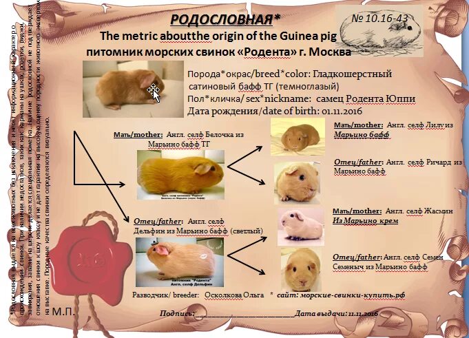 Моча морской свинки. Родословная морской свинки. Морская Свинка таблица. Порядок морских свинок.