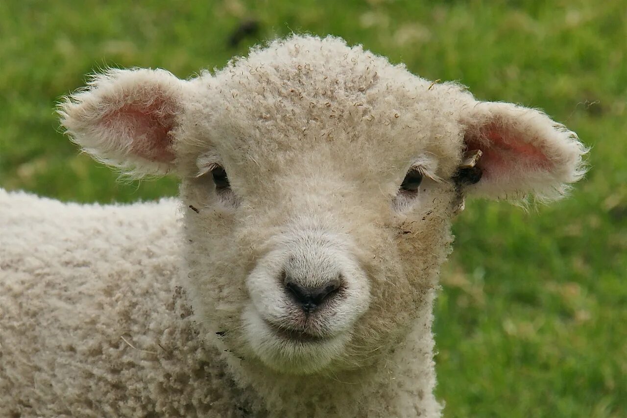 Лицо овцы. Морда овцы. Смешной баран. Морда овцы. Лицо барана.