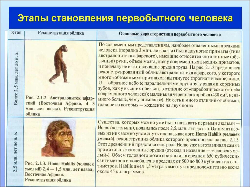 Таблица первобытных. Этапы развития первобытного человека. Стадии становления человека. Этапы становления человека. Периоды в развитии древнего человека.