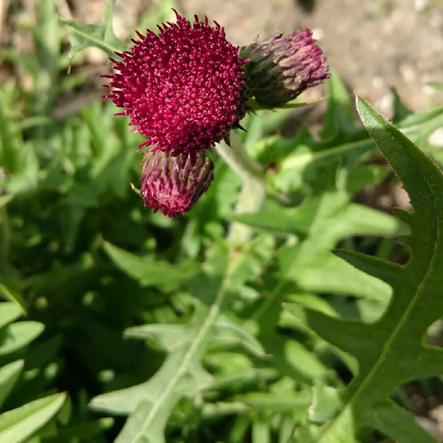 Бодяк полевой покрытосеменные. Бодяк щетинистый. Бодяк щетинистый (Cirsium setosum м. в.). Бодяк Atropurpureum. Бодяк ручейный Atropurpureum.