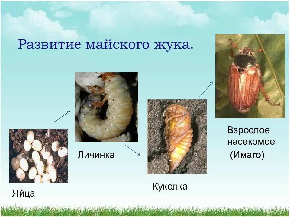 Развитие при котором личинки насекомых. Развитие личинки майского жука. яйцо личинка куколка жук. стадий развития майского жука. эволюция личинки майского жука.