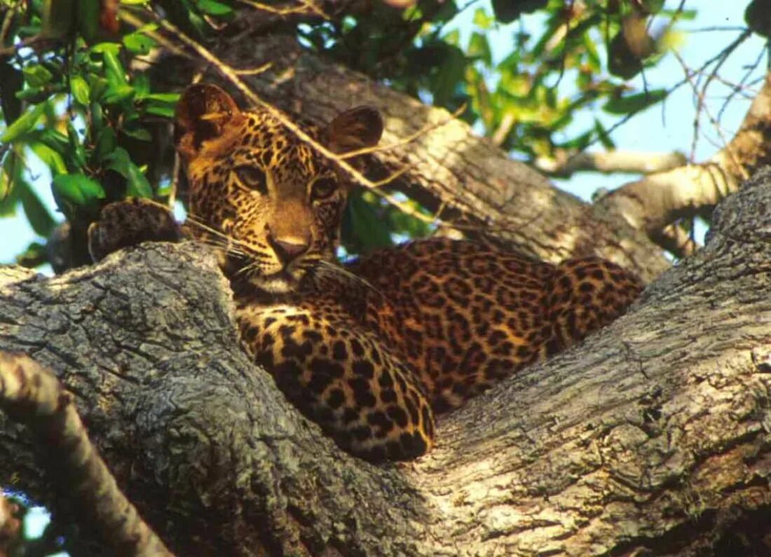 Сафари Яла Шри Ланка. Национальный парк Яла Шри Ланка сафари. Леопард Шри Ланка. Сафари Шри Ланка леопард.