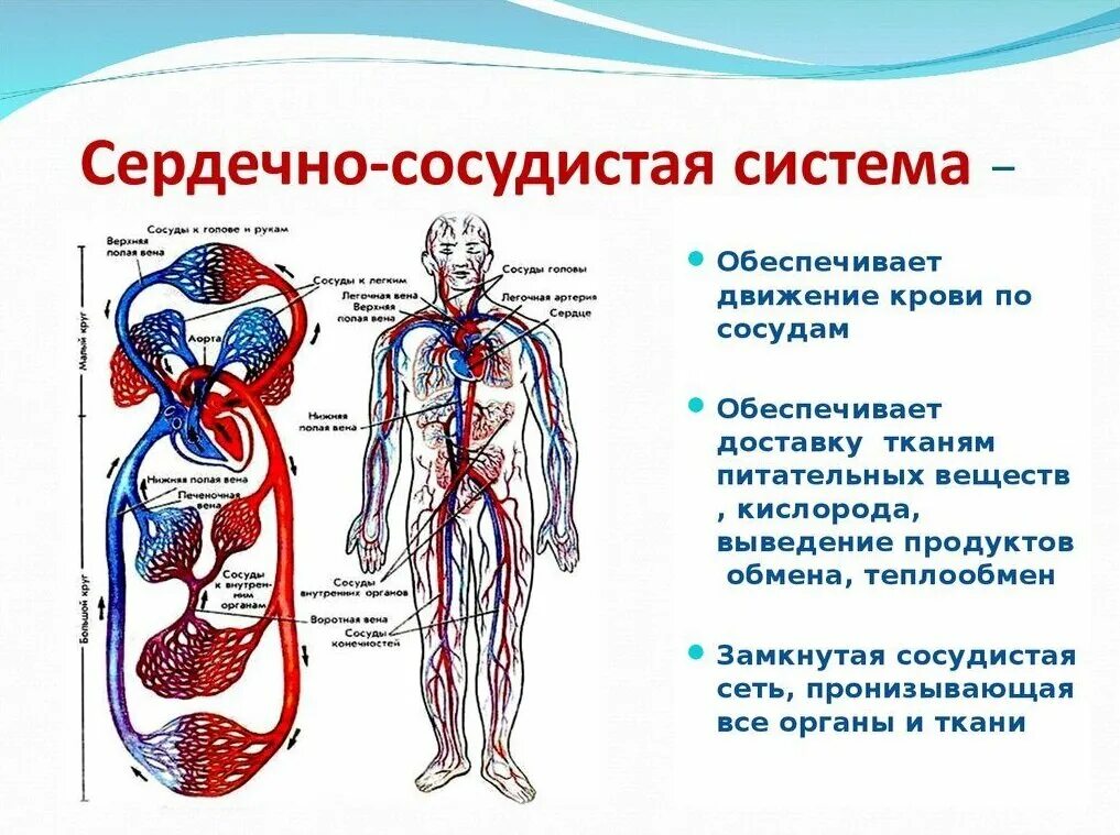 Сердечно-сосудистая система анатомия схема. Схема кровеносной системы человека строение и функции. Схема системы кровообращения человека анатомия. Общая схема сердечно сосудистой системы физиология.