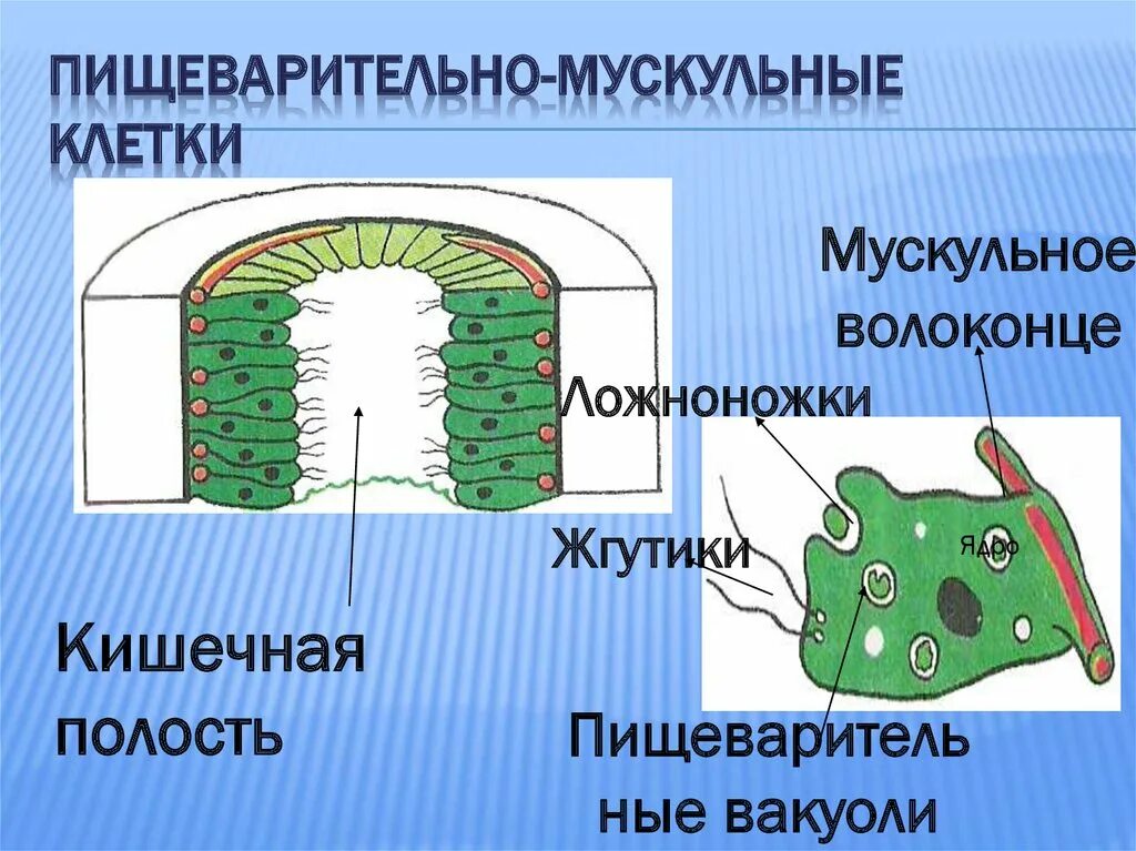 Кожно мускульные клетки гидры функции. Строение пищеварительной клетки гидры. Пищеварительно мускульные клетки гидры рисунок. Строение пищеварительной мускульной клетки гидры.