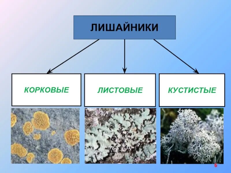 Кустистые листоватые и накипные лишайники схема. Строение лишайников таблица. Лишайники симбиотические организмы. Симбиотические водоросли в лишайниках. Лишайники 9 класс биология.