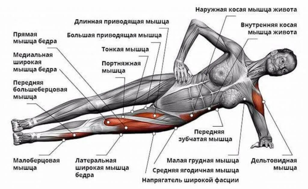 Какие упражнения для развития мышц. Боковая планка какие мышцы задействованы. Боковая планка какие мышцы. Упражнения для мышц живота. Упражнения на приводящие мышцы.