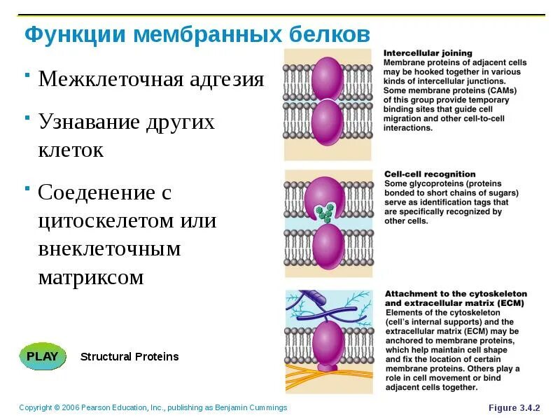 Какие функции выполняют белки мембран. Роль белков в функционировании мембран. Белки клеточной мембраны функции. Функции белков в клеточной мембране. Биологические функции мембранных белков.