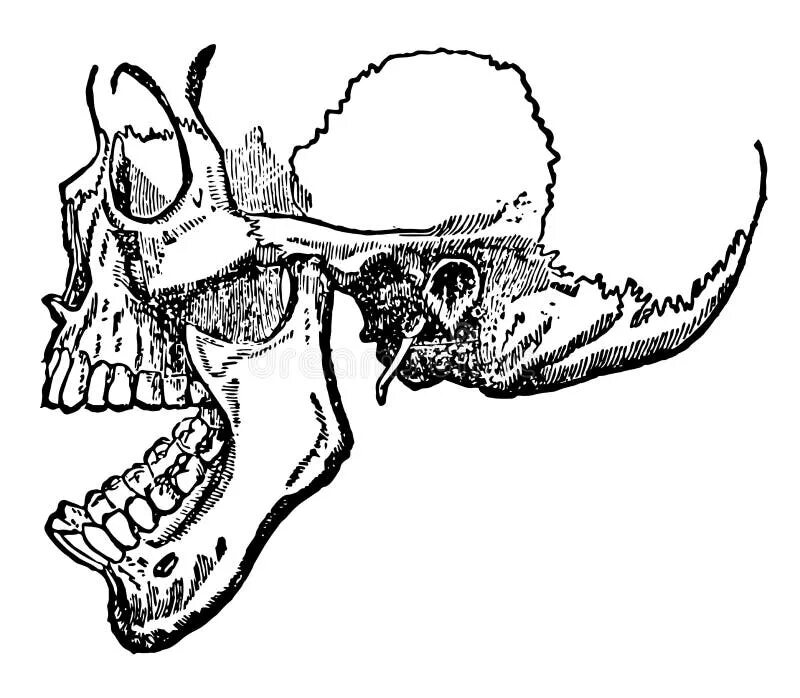 Челюсть зарисовка. Верхняя челюсть рисунок карандашом. Медицинские иллюстрации челюсти. Нижняя челюсть с черепом подвижные