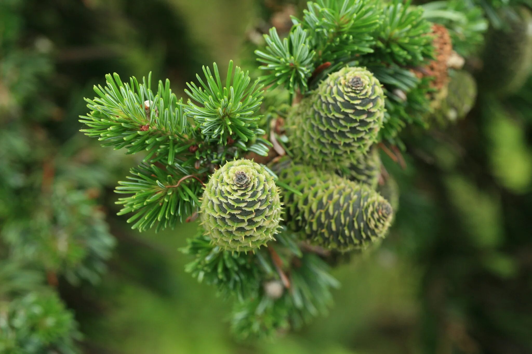 Светло хвойные. Пихта Сибирская Abies sibirica. Пихта Сибирская (Аbies sibirica). Пихта цельнолистная хвоя. Пихта обыкновенная хвоя.