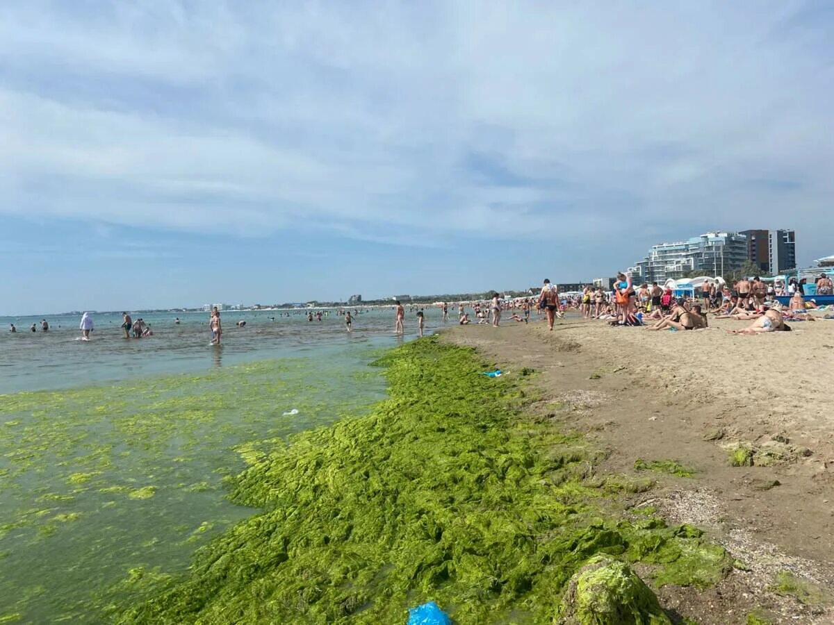 Море в анапе в июне 2024. Анапа Витязево водоросли. Анапа море 2022. Анапа 2022. Цветение моря Витязево Анапа.