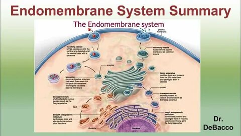 Through system
