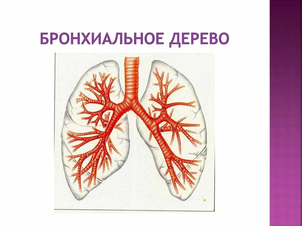 Дольковый бронх. Бронхиальное и альвеолярное дерево анатомия. бронхиальное дерево и ацинус. трахея и бронхиальное дерево. сегментарное строение бронхиального дерева.