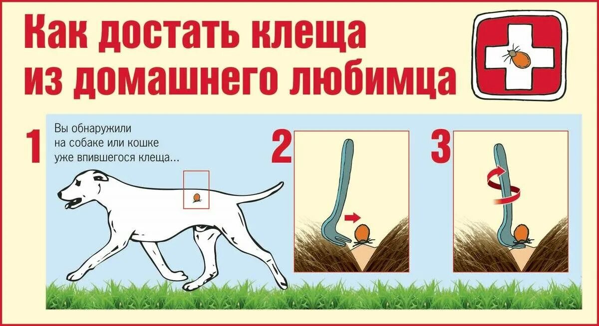 Как вывести питомца