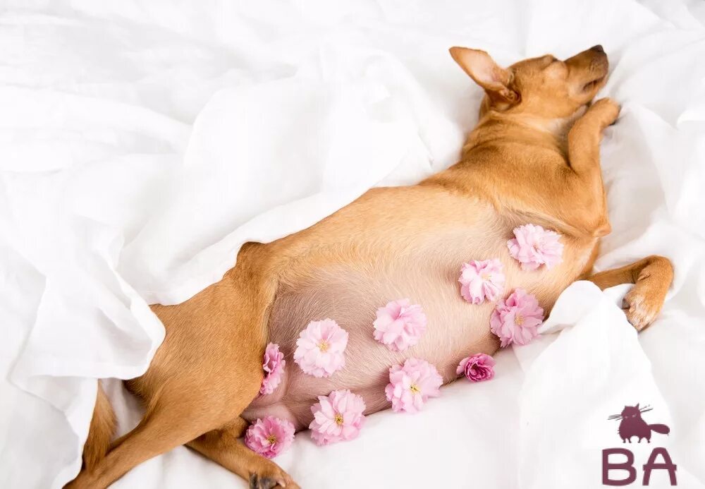 Собака в трусах. Спаривание мопсов. Как выглядит первая течка. Вязка мопсов. Вязка собак.