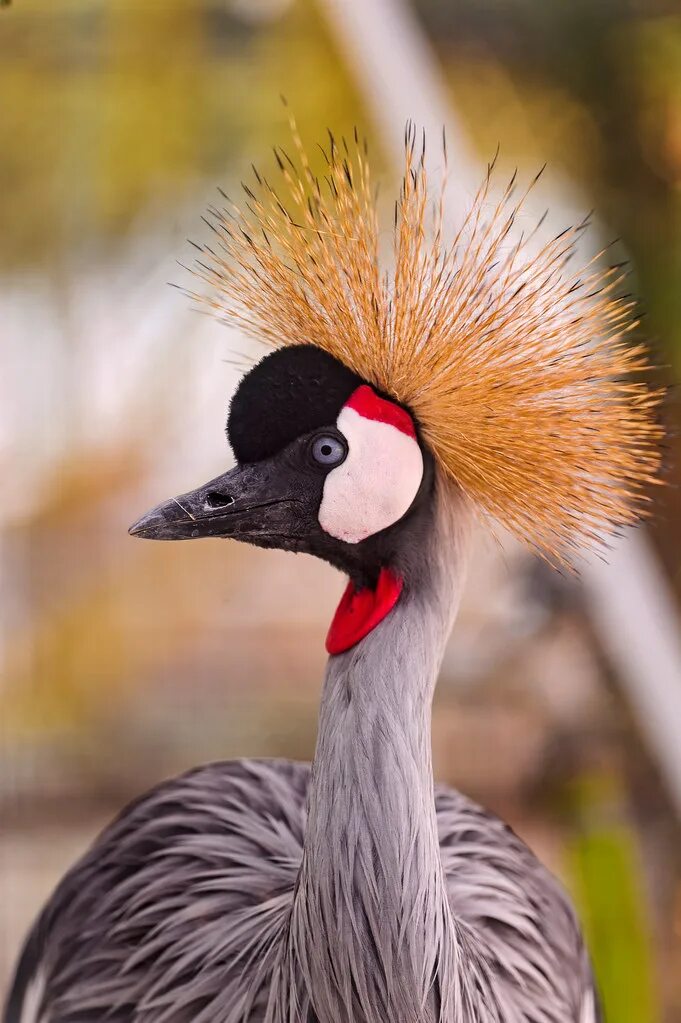 Nice birds. Восточный венценосный журавль. Roc птица.