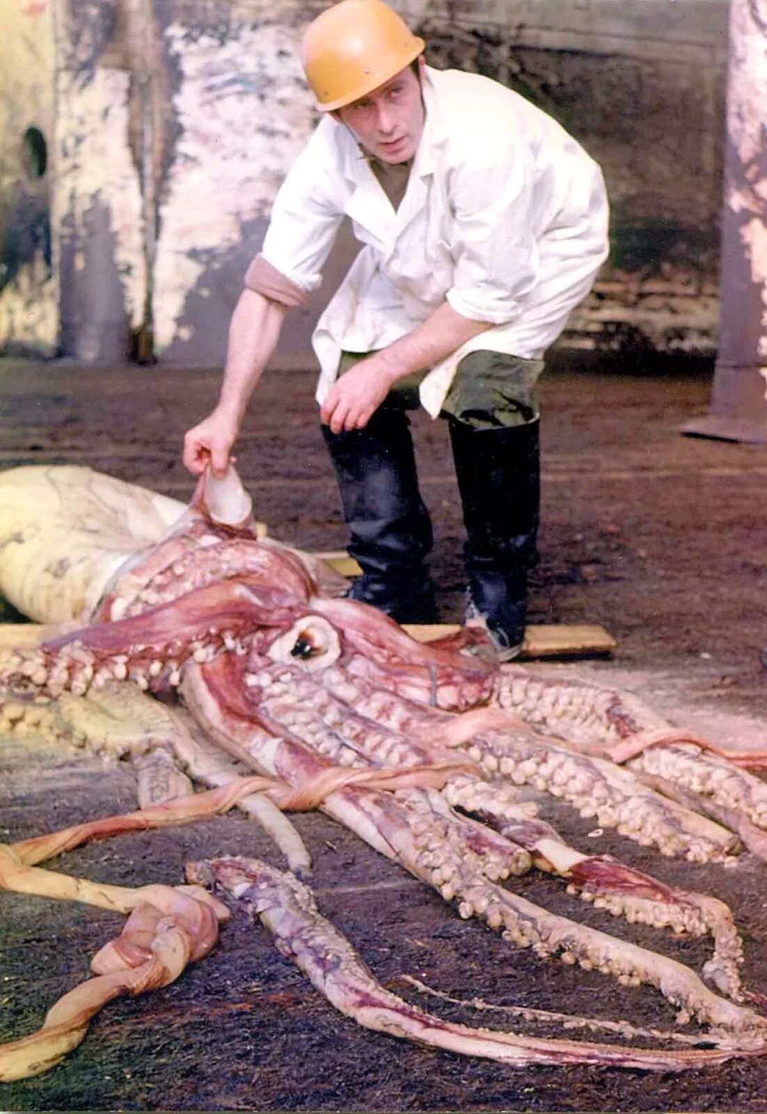 Колоссальный объем. Колоссальный кальмар кракен. Колоссальный объем. Архите́утис (гига́нтский кальма́р). Колоссальный титан бертольд.