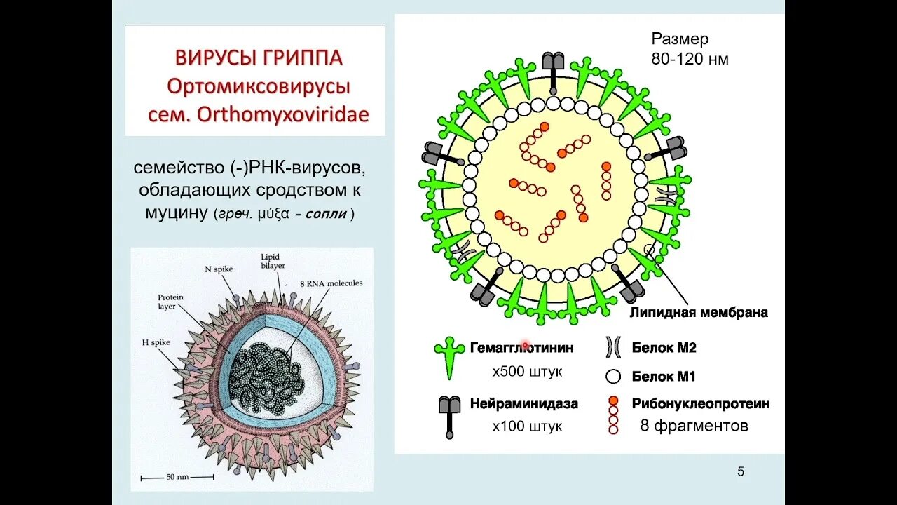 Токсины вируса гриппа нейраминидаза. Постинфекционный иммунитет гриппа. Вирус гриппа иммунитет. Грипп иммунитет. Вирус гриппа иммунитет.