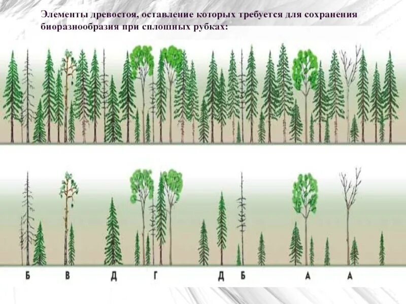 Элементы древостоя. Схема выборочныхых рубок. Схемы добровольно-выборочные рубки леса. Сплошные и выборочные рубки.