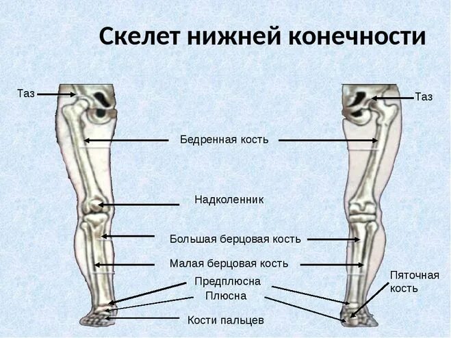 Берцовая и подвздошная кость