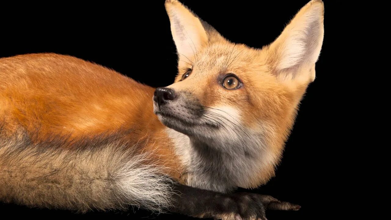 Foxes youtube. Red Fox National. Милые картинки всех видов лисы (чернобурка, рыжая лиса, песец. Vulpe. Photo Ark National Geographic.