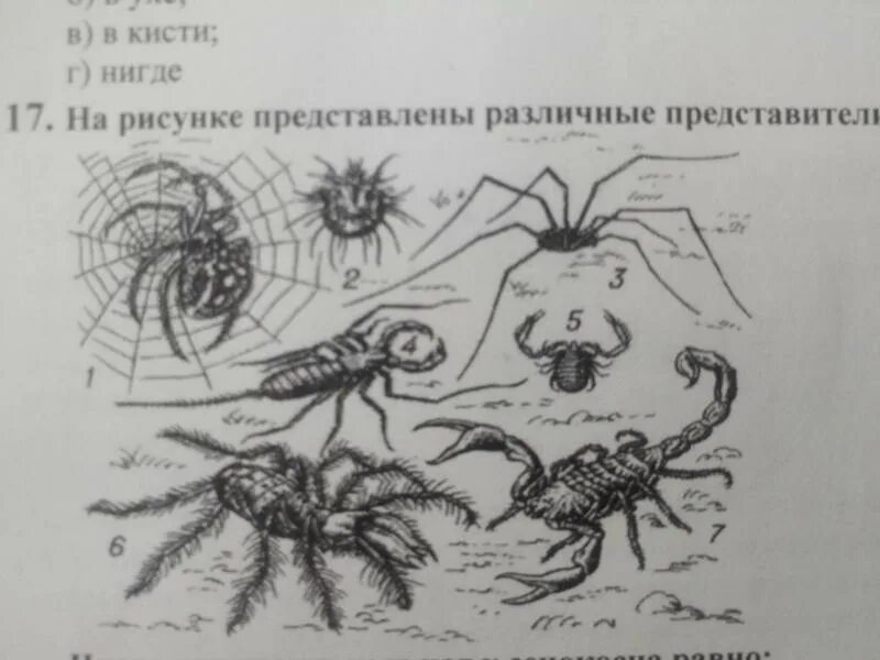 У паукообразных две пары усиков. Класс паукообразные систематика. Паукообразные представители на одном рисунке. Классификация паукообразных. Паукообразные примеры 7 класс.