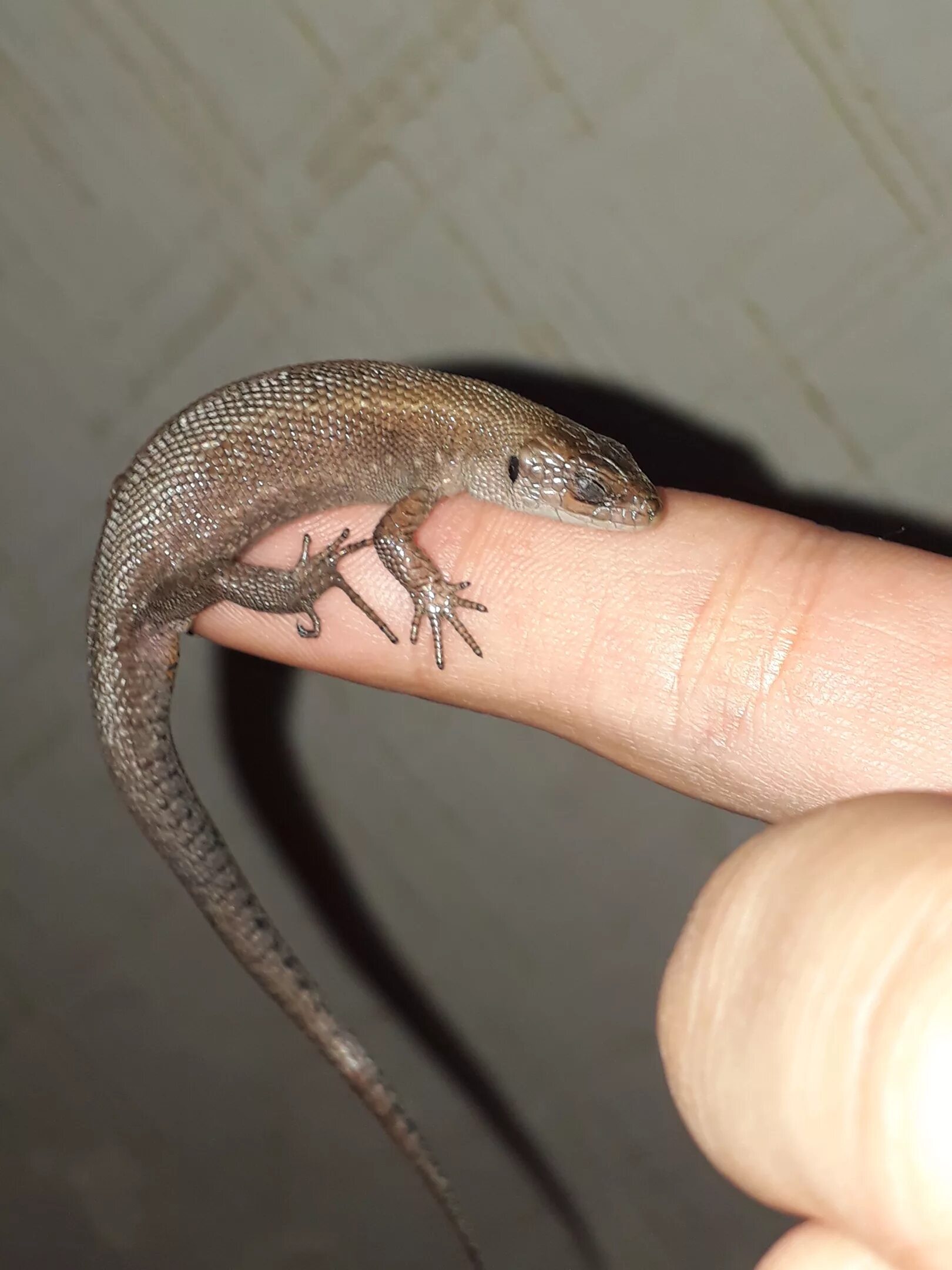 Мелкие ящерицы. Карликовый геккон (Sphaerodactylus ariasae). Круглопалый геккон. Виргинский круглопалый геккон. Ящерица Подмосковная.