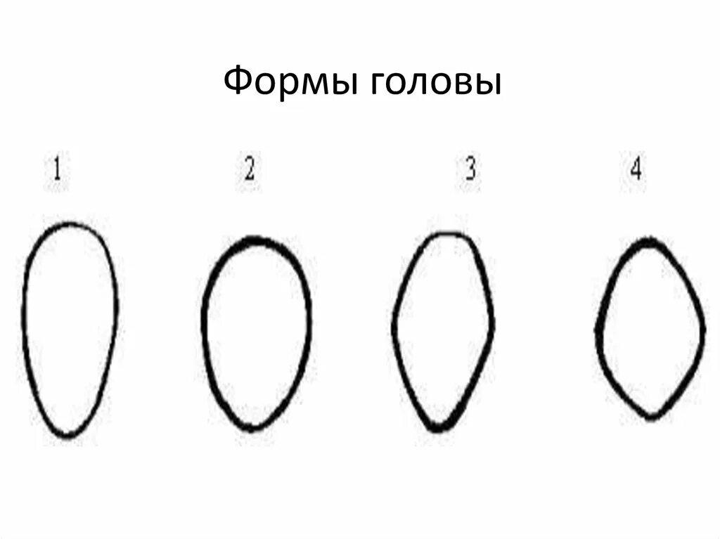 Формы голов. Форма головы. форма головы название. основные типы формы головы. какой формы голова человека.