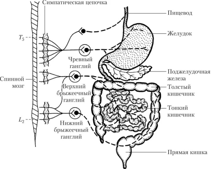 Нервный пищевод. Схема вегетативной иннервации желудка. Симпатическая иннервация желудка схема. Парасимпатическая иннервация желудочно-кишечного тракта. Иннервация тонкого кишечника схема.