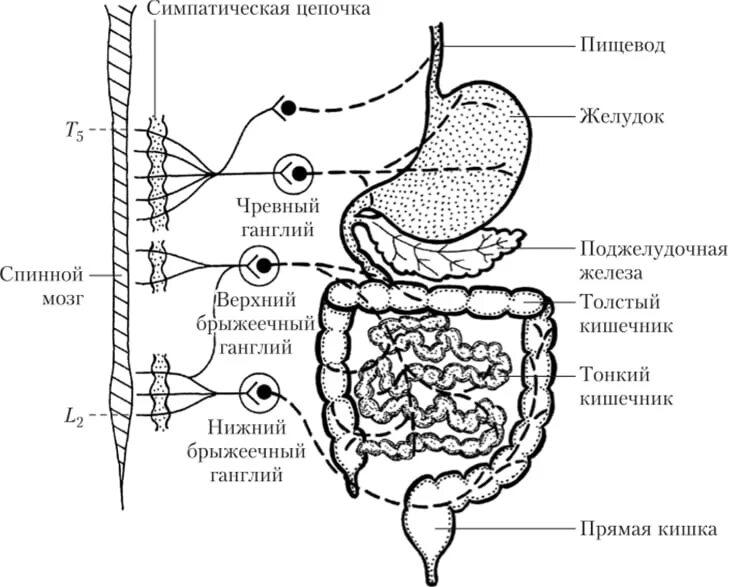 Нерв пищевода. Схема вегетативной иннервации желудка. Симпатическая иннервация желудка схема. Парасимпатическая иннервация желудочно-кишечного тракта. Иннервация тонкого кишечника схема.