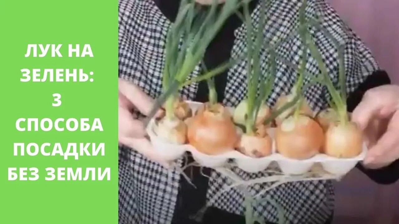 Как сажать лук на зелень под зиму. Лук в ячейках из под яиц без земли. лук в ячейках из под яиц без земли вырастить на подоконнике. садим лук в ячейки из под яиц.