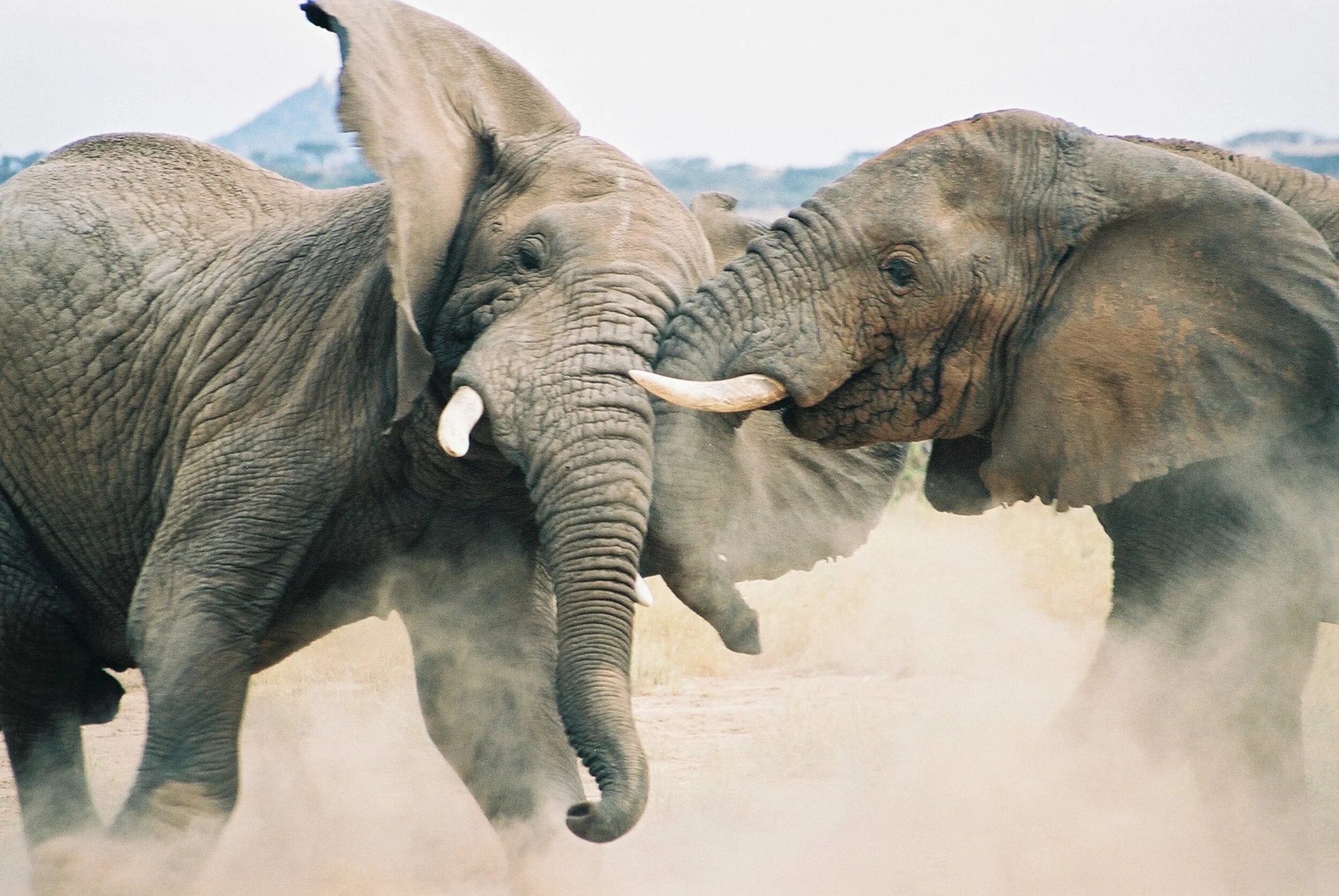 Sister elephant. Красивые слоны. Слоны фото.