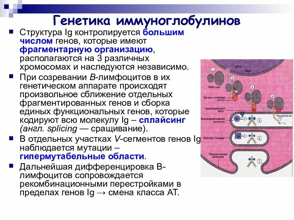 Генетический контроль синтеза иммуноглобулинов различных классов.. Структура генов иммуноглобулинов. Генетика иммуноглобулинов(антител). Реаранжировка генов иммуноглобулинов. Иммуноглобулины синтезируются