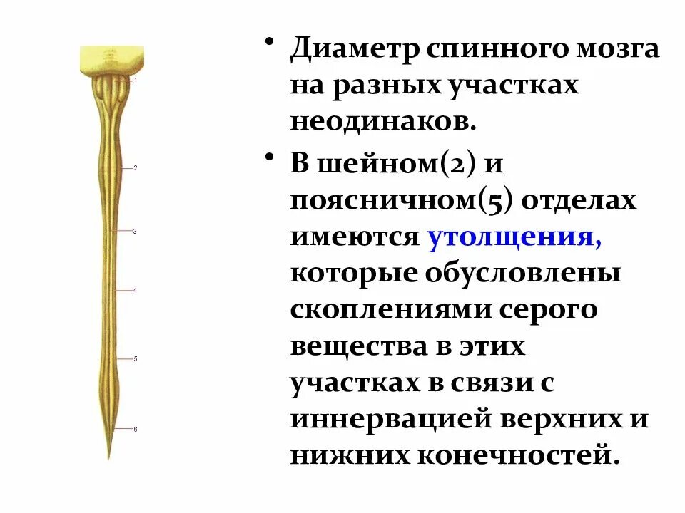 Шейное утолщение спинного мозга сегменты. Спинной мозг анатомия шейное утолщение. Строение спинного мозга утолщения. Шейное утолщение спинного мозга.