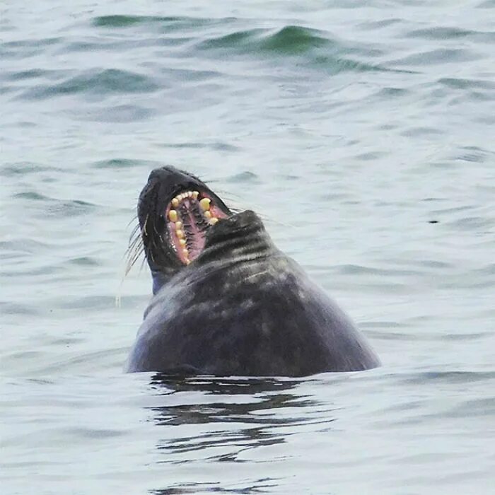 The little seal is laughing at us. Тюлень смеется. Тюлень орет. Морской котик орет. Морской котик смеется.