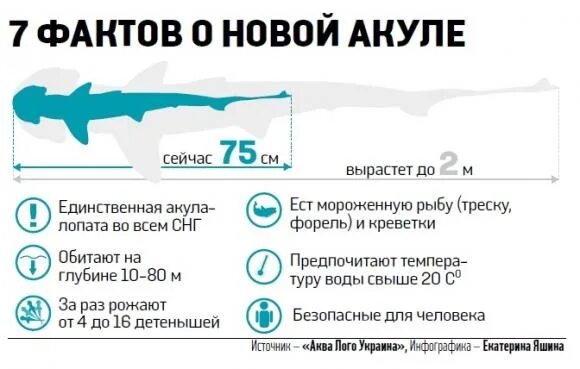 Сколько человек погибает от акул в год