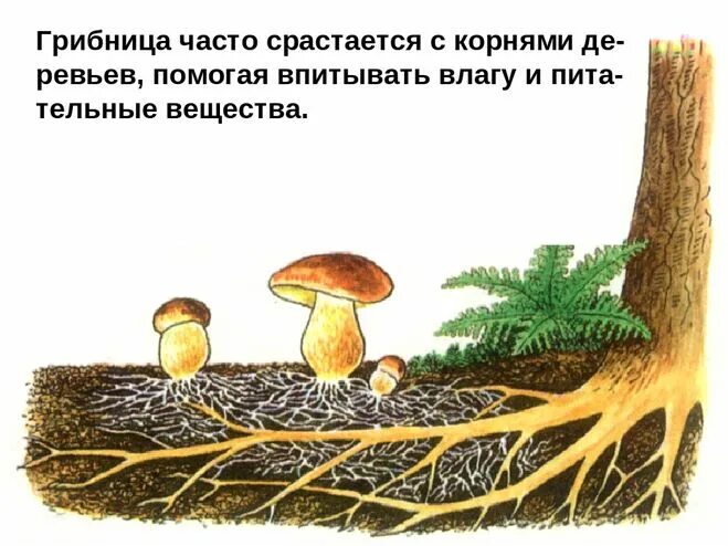 Грибы имеют корни. Грибница гриба. Грибница картинка. Картинка грибницы грибов. Гриб с грибницей рисунок для детей.