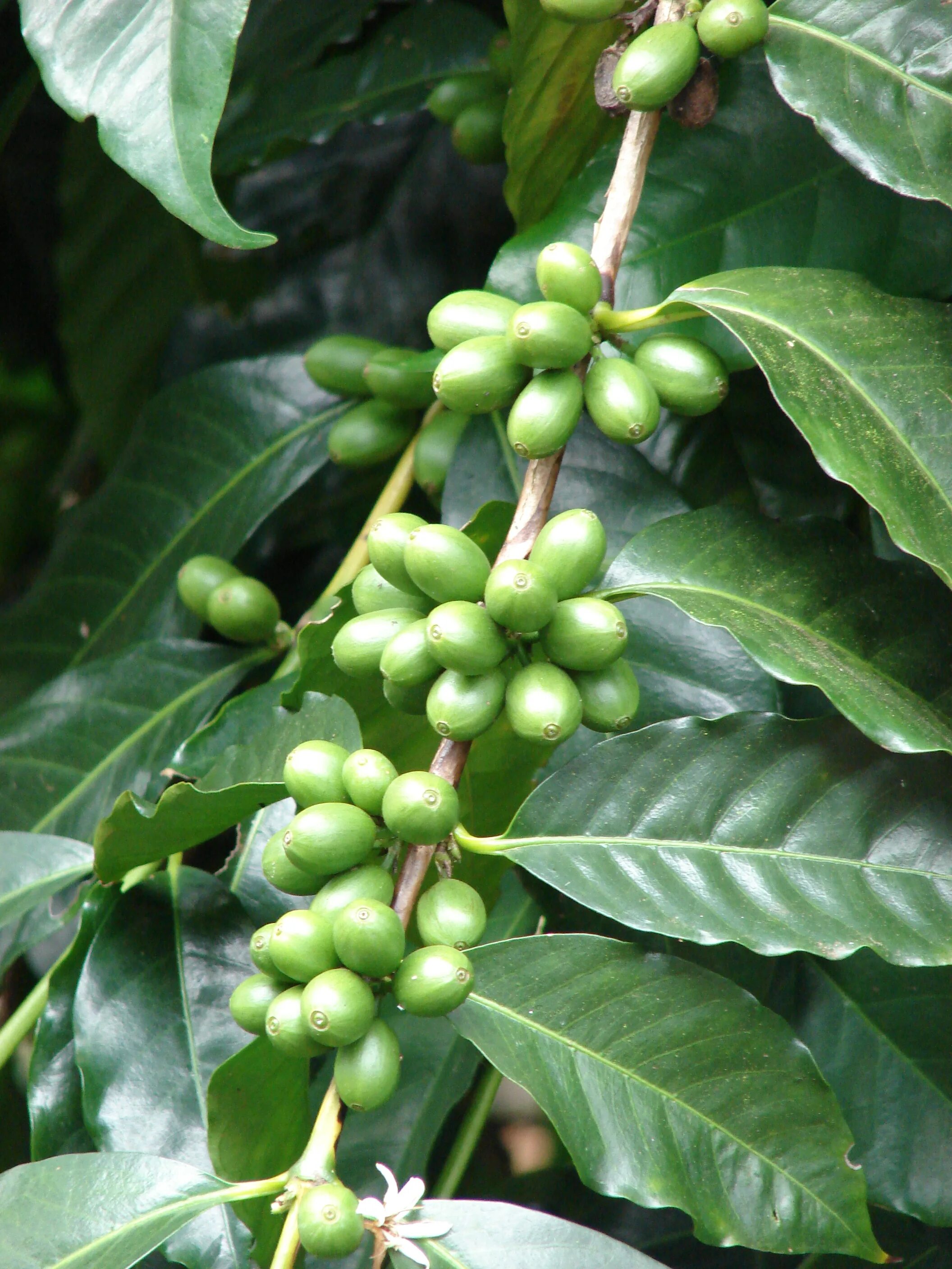 Кофе Coffea Arabica. Кофе Аравийский Арабика. Кофе Арабика растение. Coffea Arabica растение. Сосед кофейного дерева