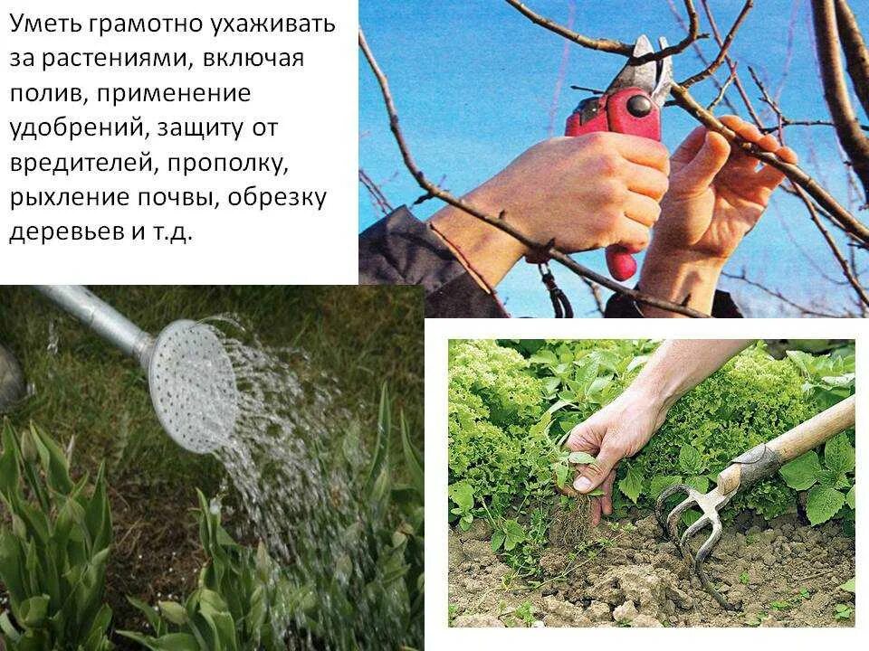 Рыхление почвы помогает сохранить вставьте пропущенные. Прополка и полив растений. рыхление и полив. рыхление почвы. рыхление почвы плодовых растений.