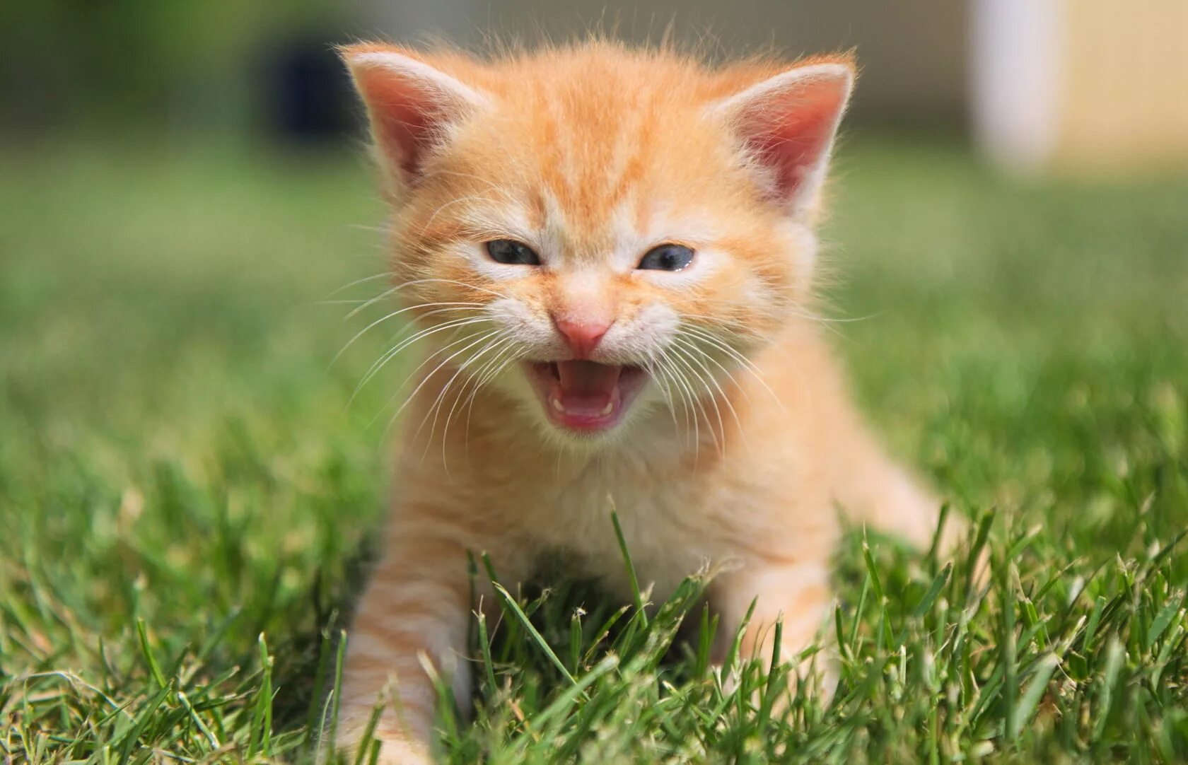Рыжий котёнок. Маленькие котята мяукают. Оранжевый маленький котенок. Рыжий кот мелкий. Мяуканье кота дразнилка слушать