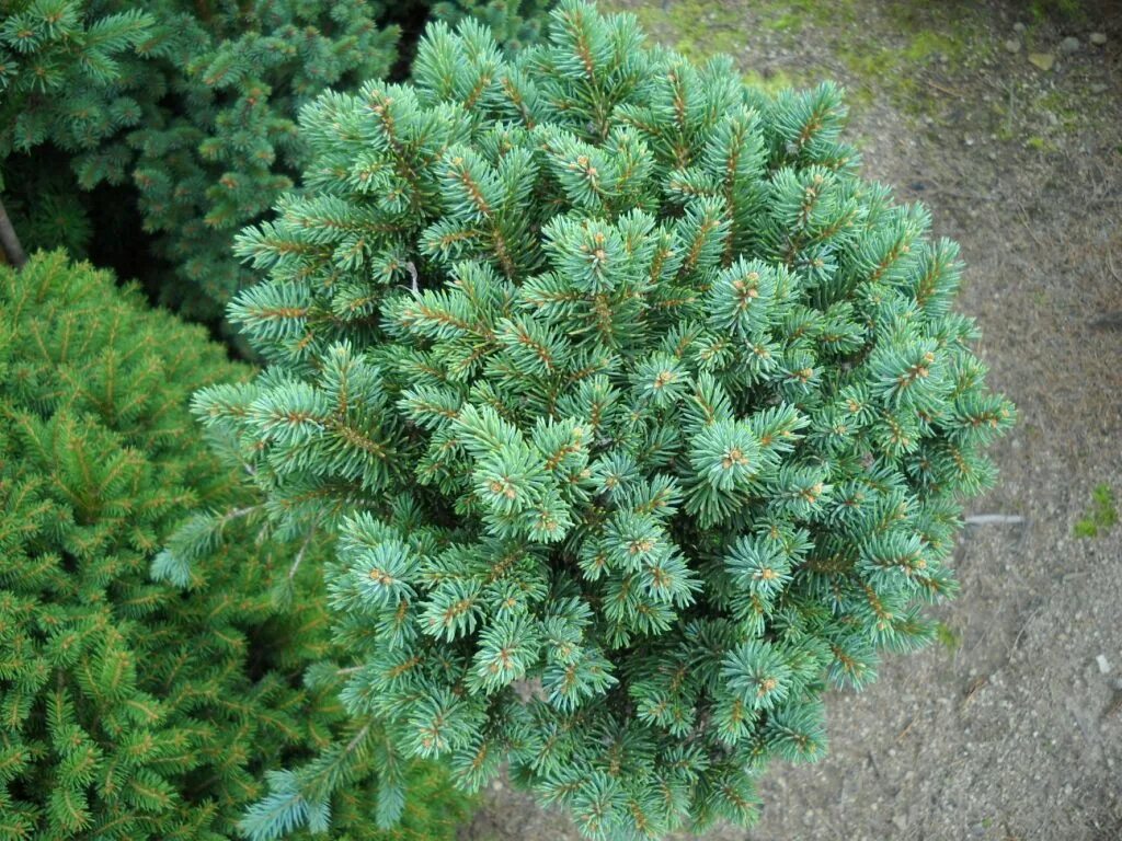 Ель колючая picea. Picea pungens Брунек. Ель Brynek. Ель колючая Brynek. Ель колючая Брунек Brynek.