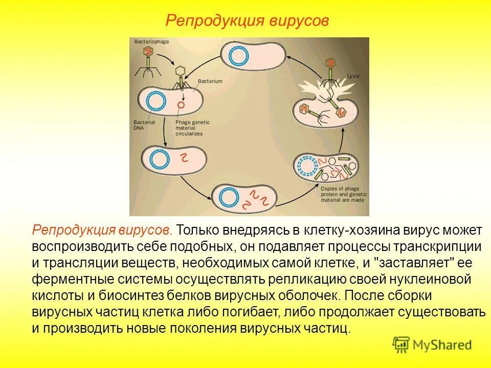 Бактерии хозяева. Цикл репродукции вирусов. Репродукция микроорганизмов. Этапы репродукции вирусов.