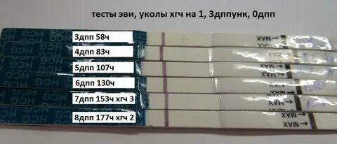 3 5 день после