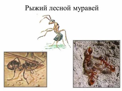Рыжий лесной муравей тип развития