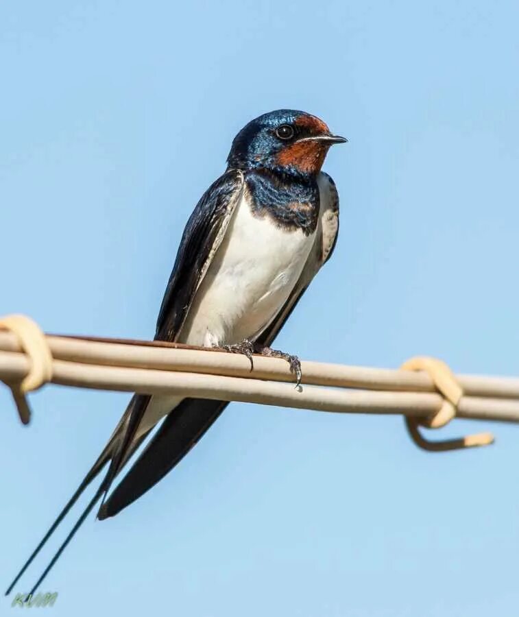 Покажи птицу ласточка. Деревенская Ласточка – Hirundo Rustica. Насекомоядные птицы Ласточка. Деревенская Ласточка Касатка. Ласточка Rustica.