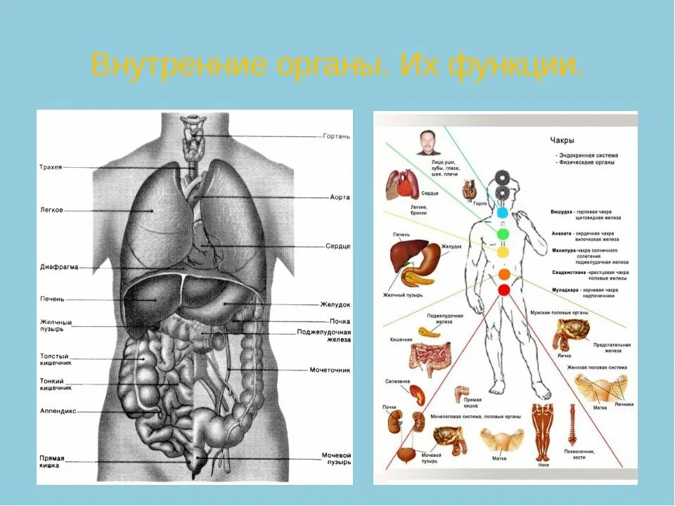 Органы человека рисунок. Структура внутренних органов человека спереди. Строение органов человека мужчины спереди. Строение внутренних органов сбоку. Строение человека спереди и сзади внутренние органы.