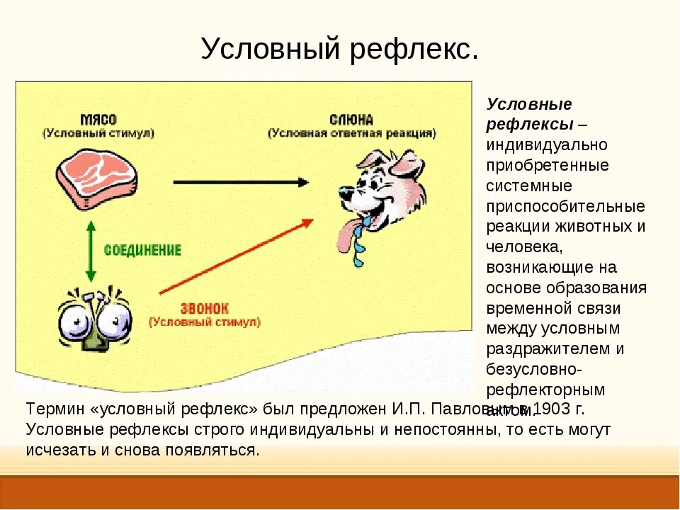 Условный рефлекс это в биологии 8 класс. Схема условного рефлекса биология 8 класс. Где формируются условные рефлексы. Условные рефлексы у человека. Роль в жизни безусловного рефлекса